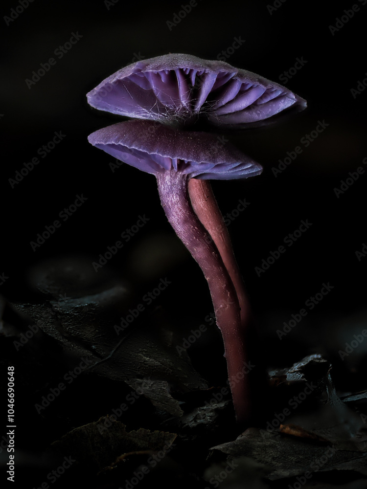 Amethyst Deceive Mushroom in Leaf Litter