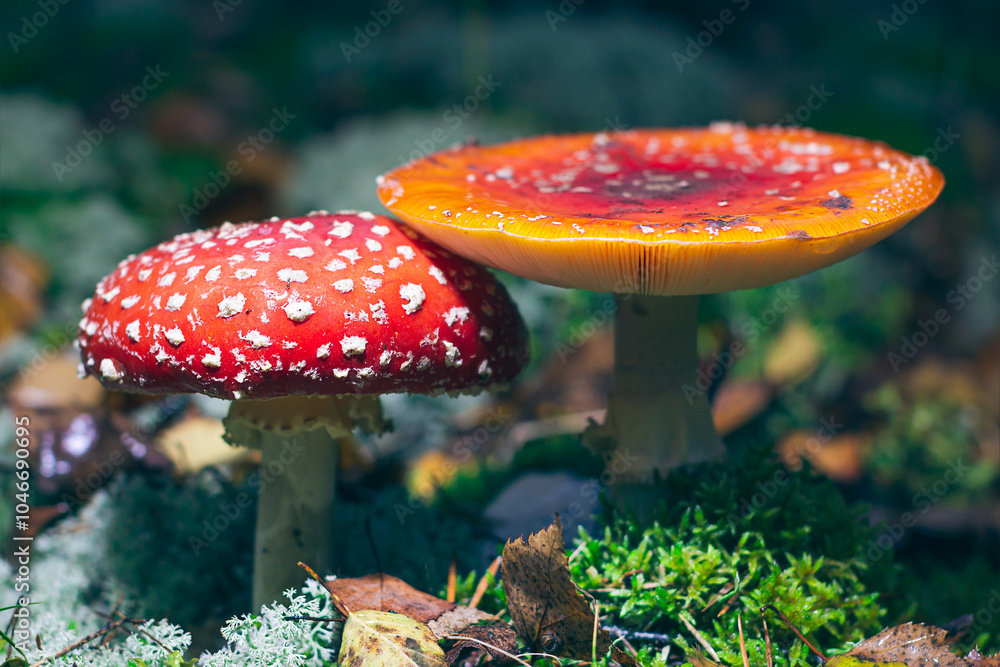 Obraz premium Mature Amanita Muscaria, Known as the Fly Agaric or Fly Amanita: Healing and Medicinal Mushroom with Red Cap Growing in Forest. Can Be Used for Micro Dosing, Spiritual Practices and Shaman Rituals