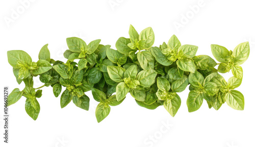 Bunch of Oregano greens leaves isolated on a transparent background PNG