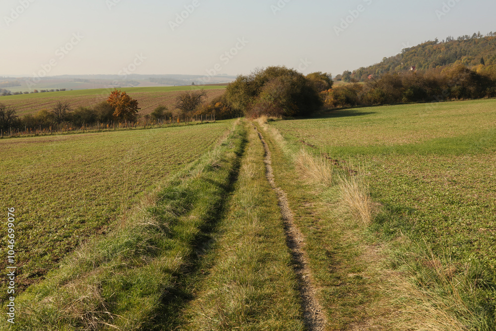 autumn landscape with a Path in the meadow with trees 