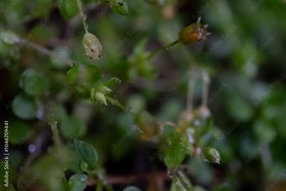 branches, leaves, seeds and flowers of plants in raindrops, macro foto branches, leaves, seeds and flowers of plants in raindrops, macro foto