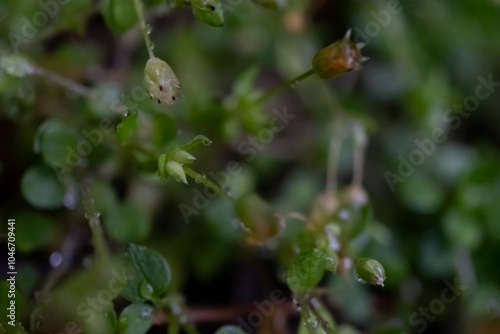 branches, leaves, seeds and flowers of plants in raindrops, macro foto