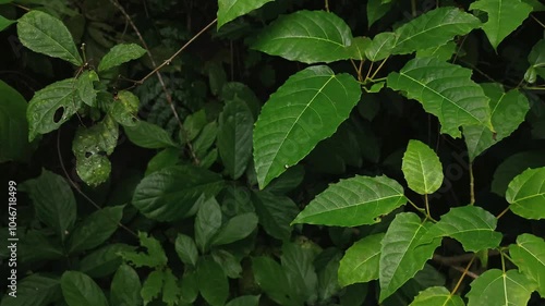 Tropical Green Leaves Blowing in the Wind with Natural Light in Forest