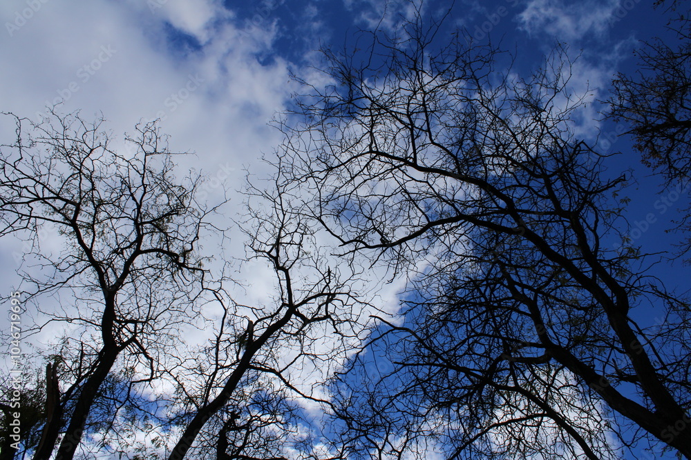 Fototapeta premium Leafless trees with branching limbs against a blue sky with white clouds. The contrast of the dark silhouettes of the branches and the bright sky adds depth and atmosphere to the image.
