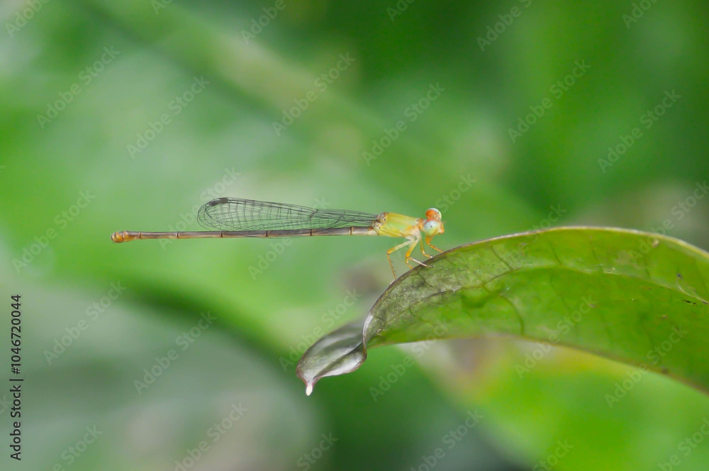 dragonfly on the green leaf or Anthurium Renaissance dragonfly on the green leaf or Anthurium Renaissance