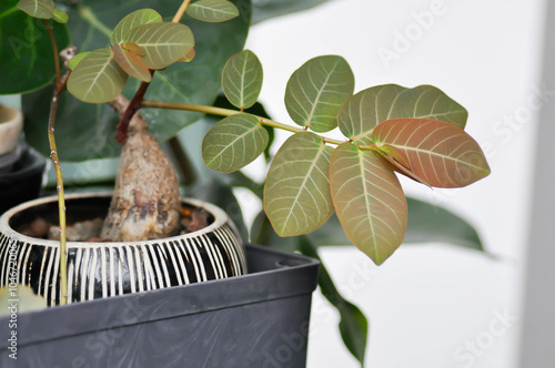 Phyllanthus mirabilis , Phyllanthaceae or Phyllanthu photo