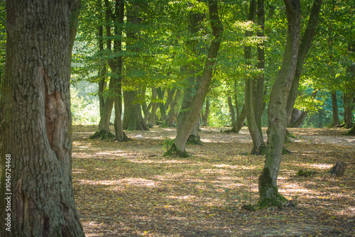 Serene forest with sunlight filtering through lush green trees.