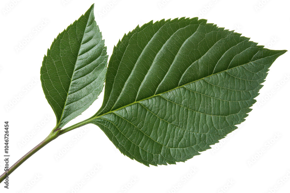 Close-up of green leaves with vibrant textures. Close-up of green leaves with vibrant textures.