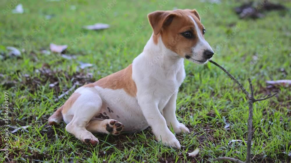 Cute Jack Russell puppy chew on branch outside in garden, summer Cute Jack Russell puppy chew on branch outside in garden, summer