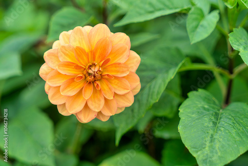 Yellow dahlias (Thuoc Duoc) bloom in the summer sun photo