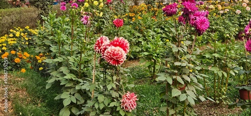 Red and yellow flowers in garden landscape