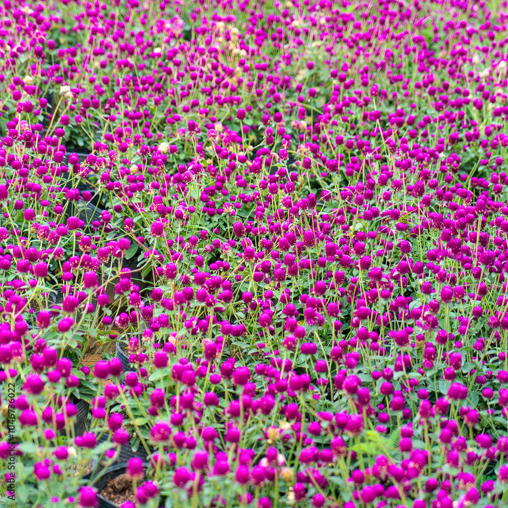 Dark purple zinnia (Cuc bach nhat) flowers dance in the wind under the summer sun Dark purple zinnia (Cuc bach nhat) flowers dance in the wind under the summer sun