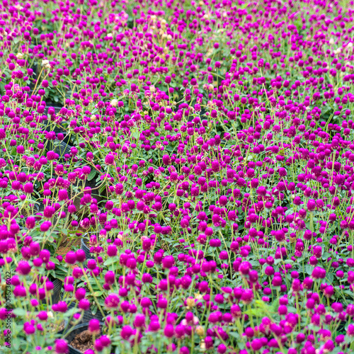 Dark purple zinnia (Cuc bach nhat) flowers dance in the wind under the summer sun