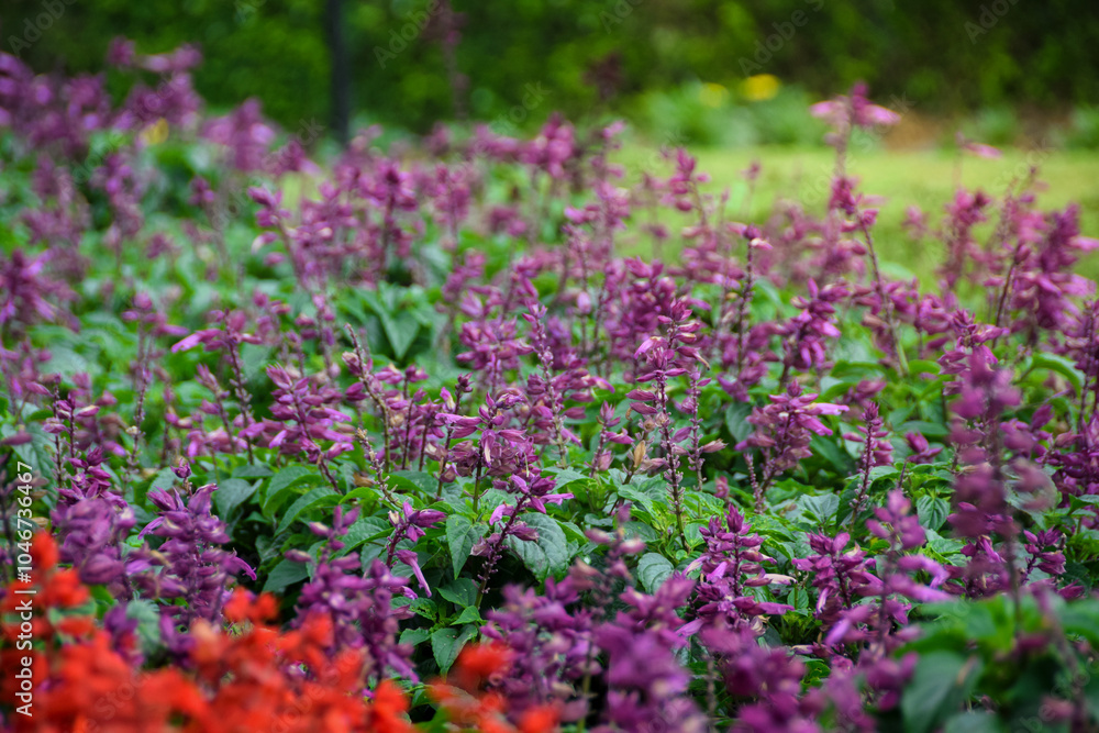 Obraz premium Purple Salvia flowers blooming on blurry natural background, also known as Salvia Splendens or Scarlet Sage in garden