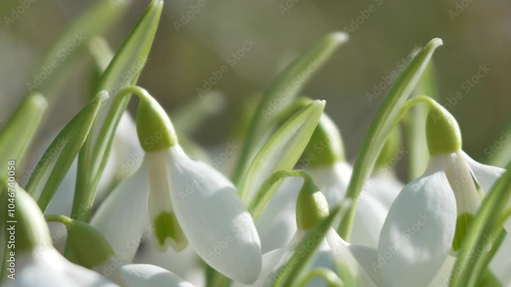 Snowdrops, flower, spring. White snowdrops bloom in garden, early spring, signaling end of winter. Snowdrops, flower, spring. White snowdrops bloom in garden, early spring, signaling end of winter.