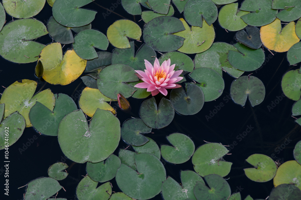 Pond, green lily pads and pink water lily flower in full blossom. Pond, green lily pads and pink water lily flower in full blossom.