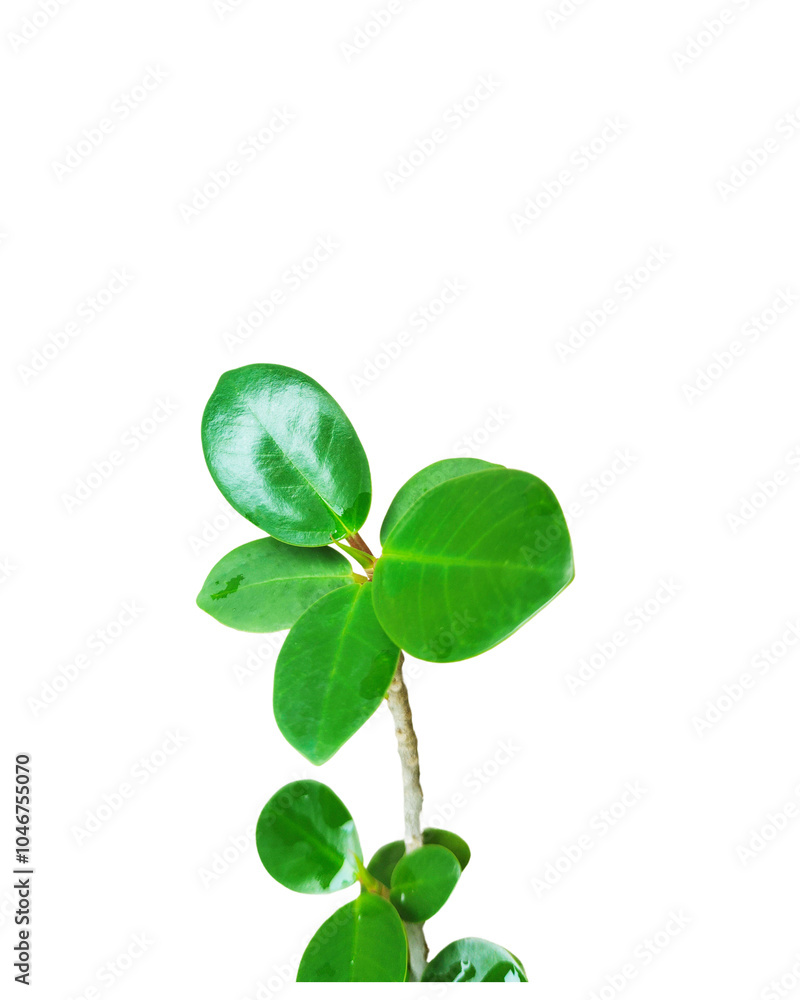 Green leaves and branches isolated on white background with clipping paths for graphic design Green leaves and branches isolated on white background with clipping paths for graphic design