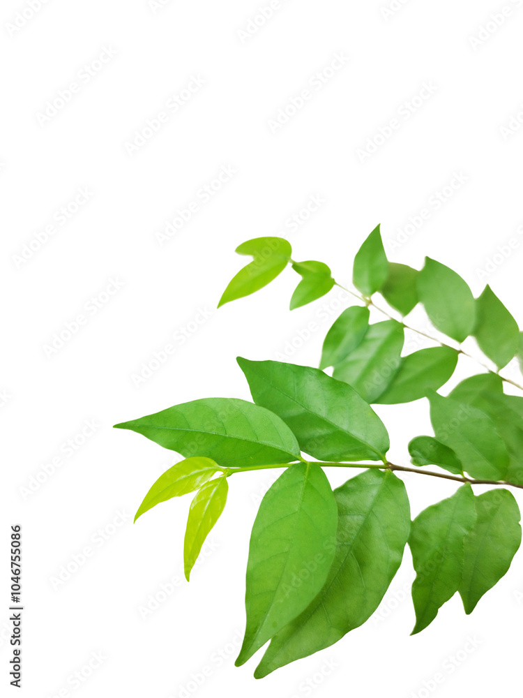 Green leaves and branches isolated on white background with clipping paths for graphic design Green leaves and branches isolated on white background with clipping paths for graphic design