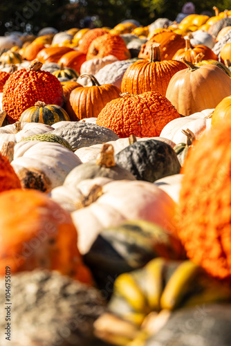 Close up photo of variety of pumpkins, pumpkin patch, gourd, autumn, fall, harvest, farm, Halloween, not AI generated photo