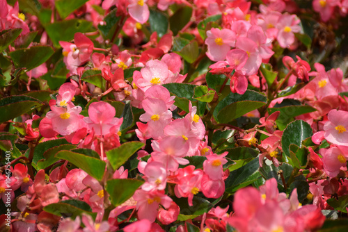 Close up Pink Wax Begonia flowers blooming in garden. Begonia cucullata, Clubbed Begonia photo