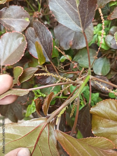 Copperleaf, Jacob's coat, Flamengueira, Acalyphe cuivré, Cancan, Foulard, Ricinelle - Acalypha wilkesiana - Euphorbiaceae, Euphorbiacées photo