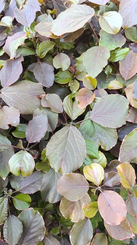 Copperleaf, Jacob's coat, Flamengueira, Acalyphe cuivré, Cancan, Foulard, Ricinelle - Acalypha wilkesiana - Euphorbiaceae, Euphorbiacées photo