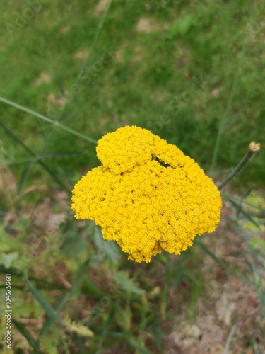 Fernleaf yarrow, Milfoil, Nosebleed, Achillée à feuilles de fougère, Achillée filipendule, Achillée jaune - Achillea filipendulina - Asteraceae, Astéracées photo