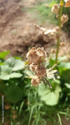 Bristly hollyhock, Alcée poilue, Grande mauve poilue, Rose trémière poilue - Alcea setosa - Malvaceae, Malavacées photo