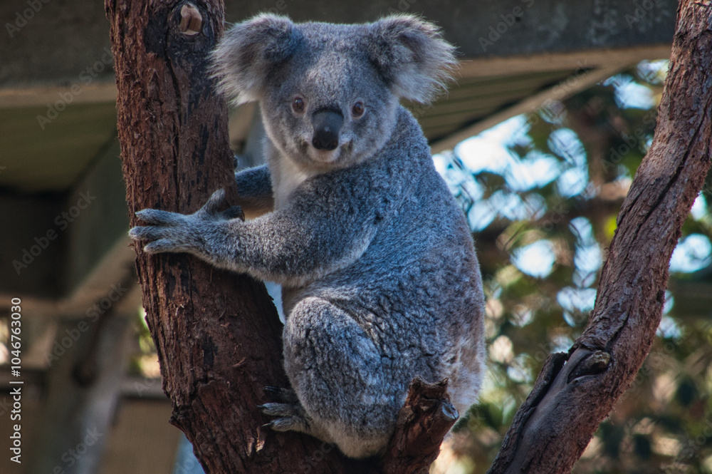 Obraz premium koala on tree