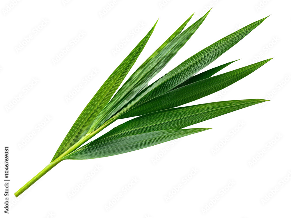 Obraz premium A single blade of wheat grass with long, slender green leaves, isolated on a clean transparent background, PNG file.