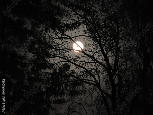 a bright full moon seen through dark tree branches