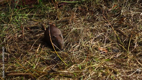 wilderness, vole, mouse, asia, forest, photo