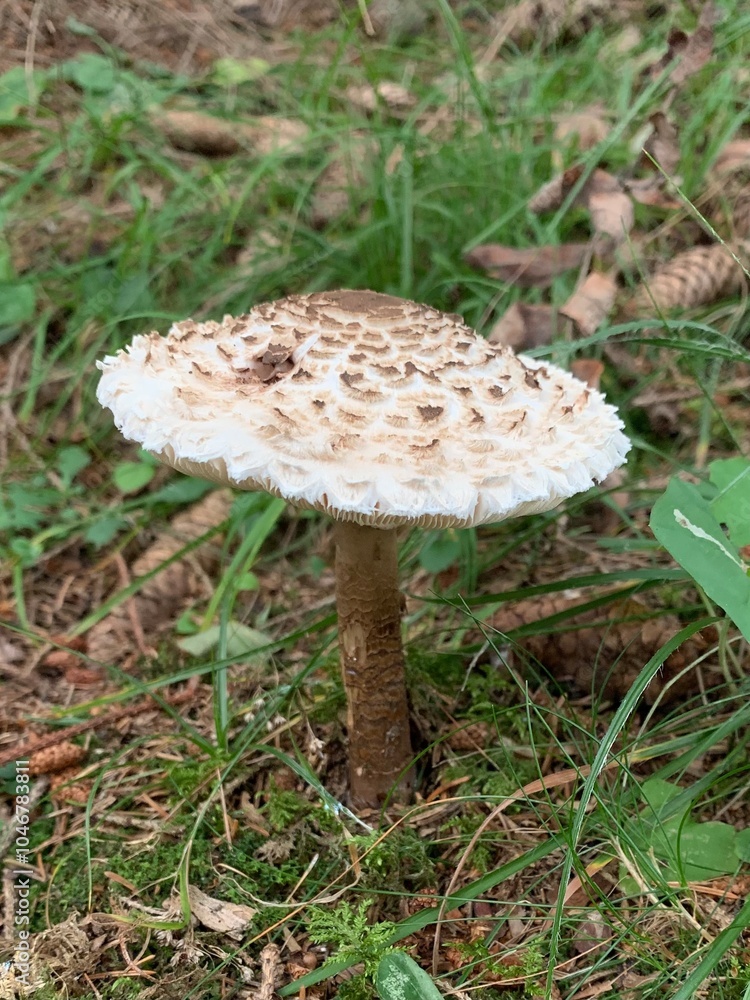 parasol mushroom in the forest