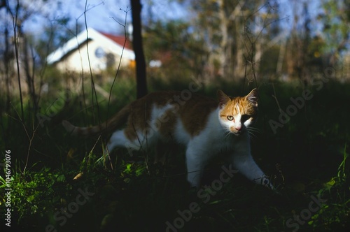 The image shows a ginger and white cat prowling through a shaded area of a garden or forest. The sunlight filters through the trees, casting dynamic shadows on the ground and the cat.