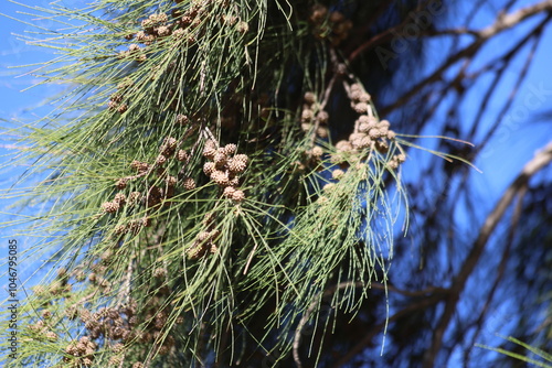 branch of Australian Pine (Casuarina equisetifolia) tree

 photo