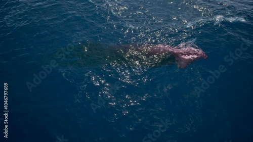Giant deep sea squid swims underwater