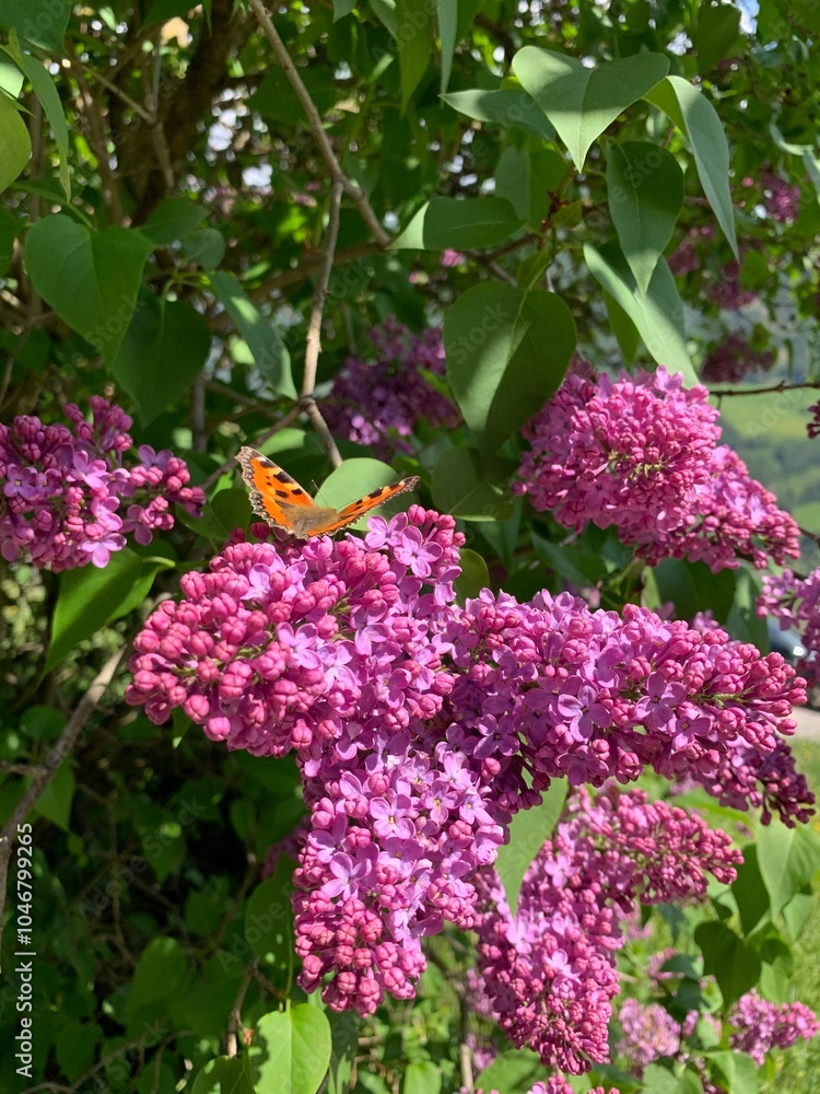 Obraz premium lilac with butterfly 