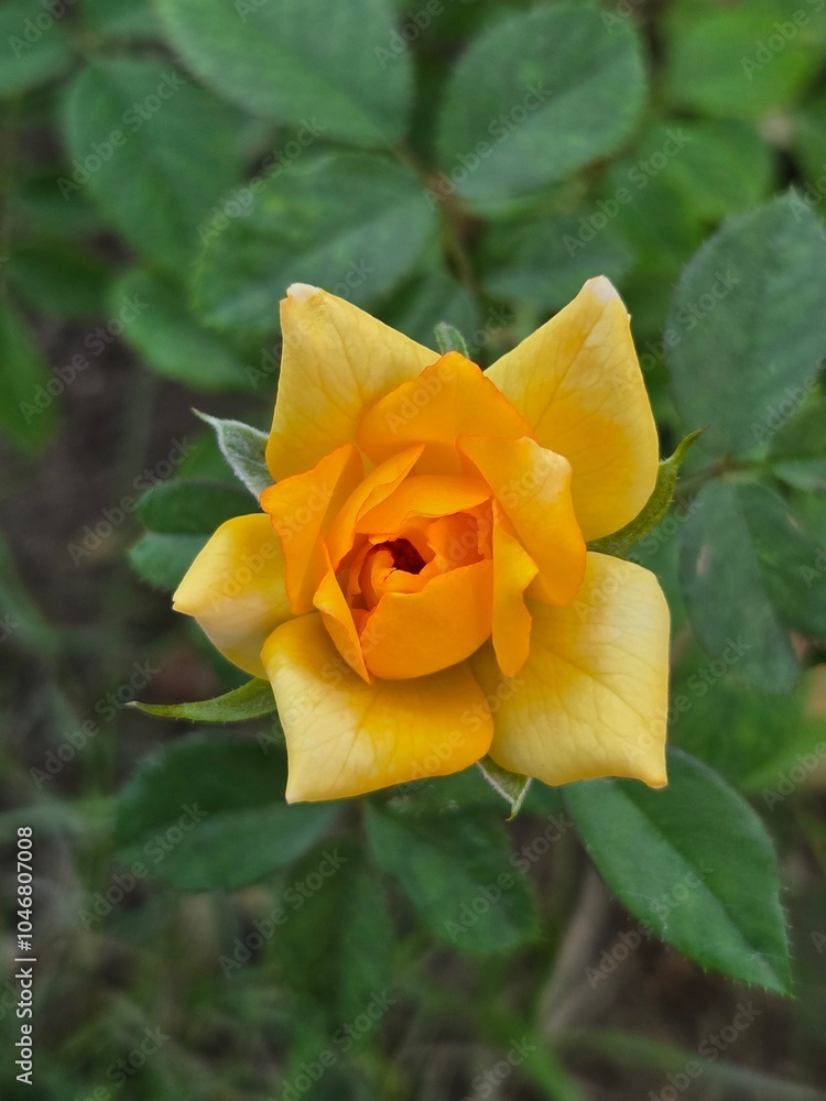 yellow rose in garden yellow rose in garden