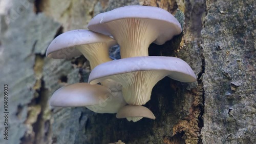 Austernseitling (PLEUROTUS OSTREATUS) photo