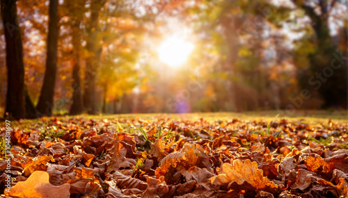 Wallpaper Mural Jesień Torontodigital.ca