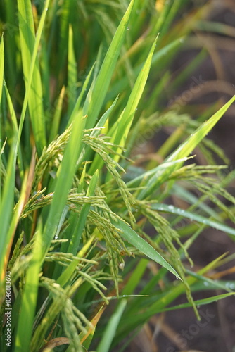 close up of rice plant