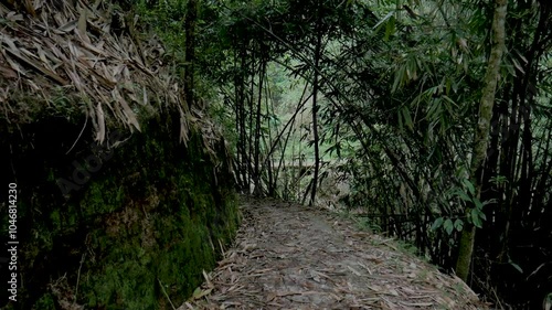 walking on a path lined with bamboo trees, the atmosphere of the Indonesian Southeast Asian forest.