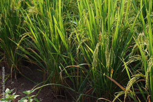 landscape - scenery green rice field