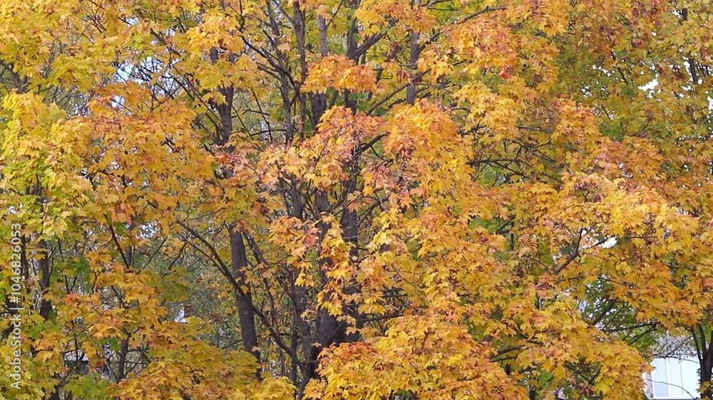 Slow motoof the colorful autumn trees. Nature Slow motoof the colorful autumn trees. Nature