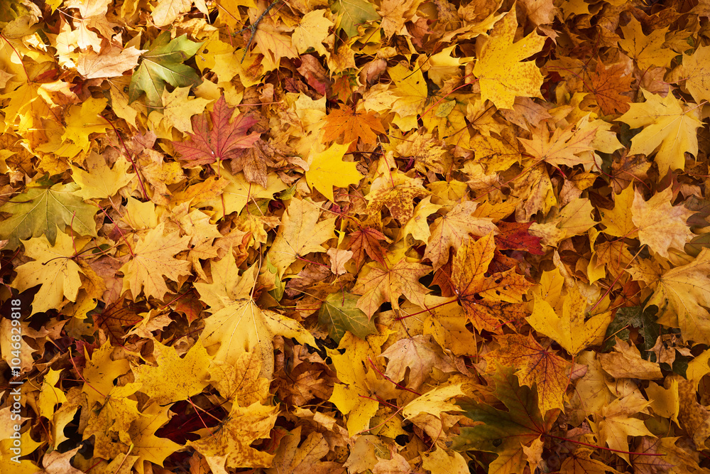 Autumn Leaves. A vivid display of fallen autumn leaves in warm hues of yellow, orange, and red Autumn Leaves. A vivid display of fallen autumn leaves in warm hues of yellow, orange, and red