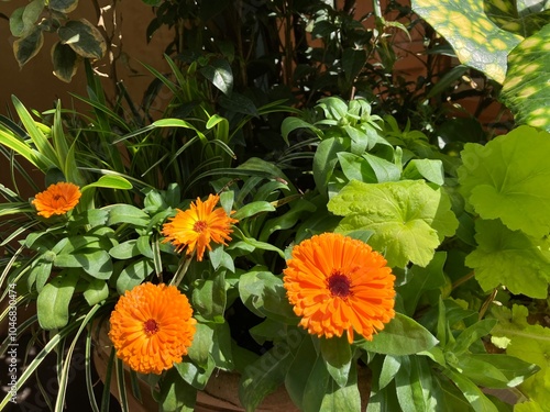 太陽をたくさん浴びたオレンジ色が綺麗なポットマリーゴールド