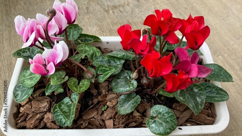 ピンク&ホワイトのツートンと真っ赤なガーデニングシクラメン