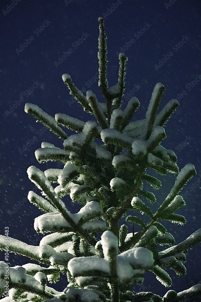 Naklejka premium Verschneiter Tannenbaum am Weihnachtsabend
