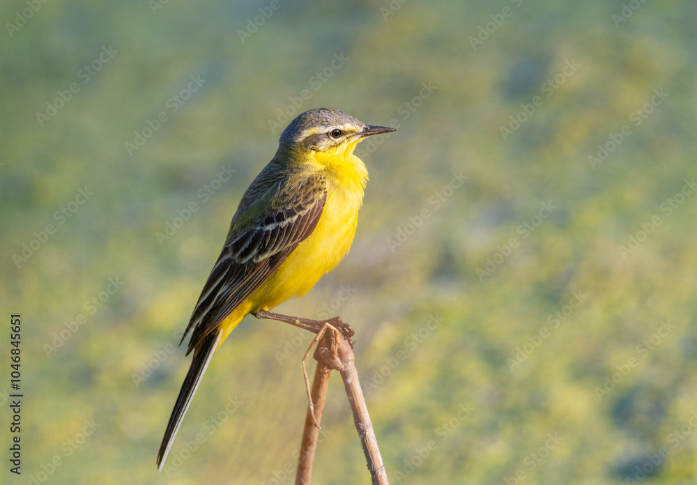 Fototapeta premium Western Yellow Wagtail, Motacilla flava. A bird sitting on a plant stem in the middle of a pond