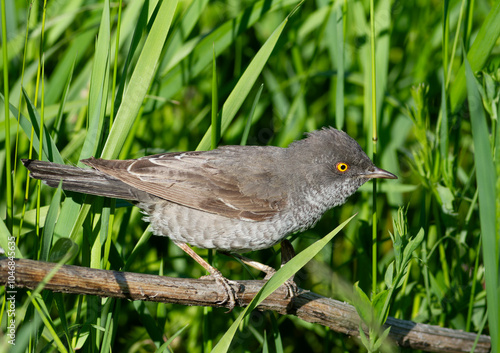 Barred warbler, Sylvia nisoria. A bird looking for prey in the thick grass of a meadow photo